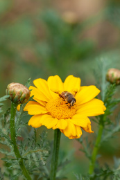 黄色茼蒿花蜜蜂采花粉