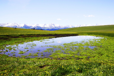 中国新疆伊犁喀拉峻草原的五花草甸