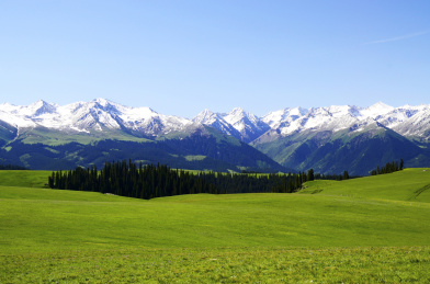 中国新疆伊犁喀拉峻草原的五花草甸