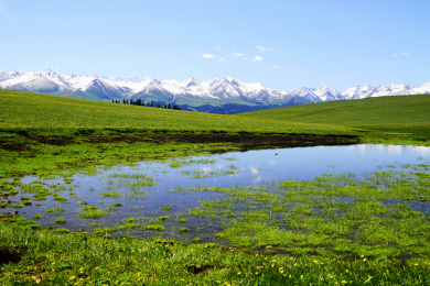 中国新疆伊犁喀拉峻草原的五花草甸