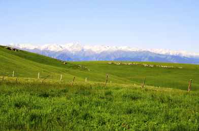 中国新疆伊犁喀拉峻草原的五花草甸