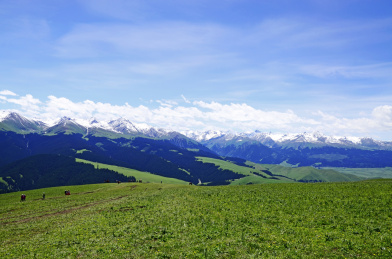 中国新疆伊犁喀拉峻大草原