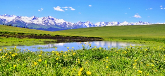 中国新疆伊犁喀拉峻草原的五花草甸
