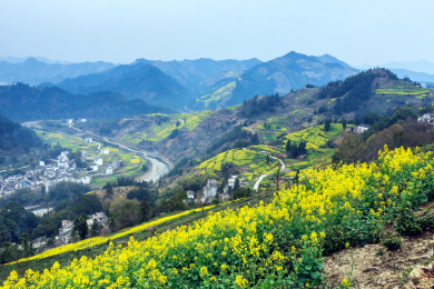 安徽省歙县石潭村春季油菜花自然风光