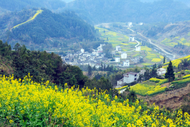 安徽省歙县石潭村油菜花自然风光