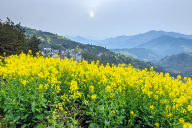 春天皖南油菜花田风光，安徽省歙县石潭
