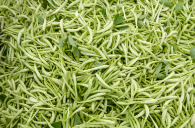 刚采摘下来的新鲜的金银花