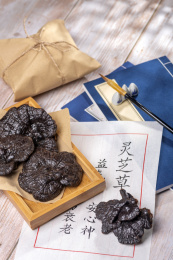 名贵中药灵芝特写