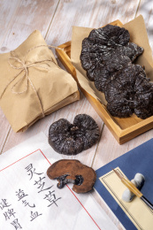 名贵中药灵芝特写