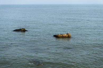 落在海面礁石上的海鸟