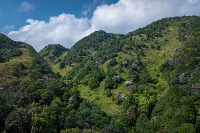 广东阳春鸡笼顶森林公园杜鹃花谷