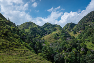 广东阳江阳春市双滘镇鸡笼顶杜鹃花谷