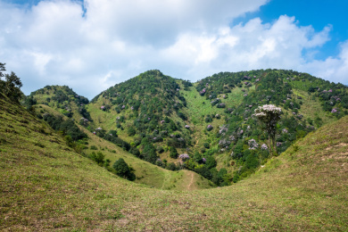 广东阳江阳春市双滘镇鸡笼顶草原与杜鹃花谷