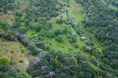 广东阳江阳春市双滘镇鸡笼顶杜鹃花谷