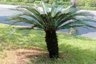 户外的一棵茂密的绿色铁树