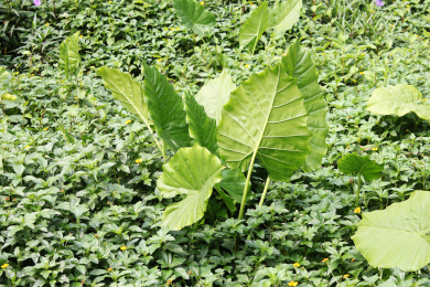 一片野生绿色的大野芋叶子