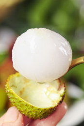 勺子上放着一颗新鲜的荔枝果肉