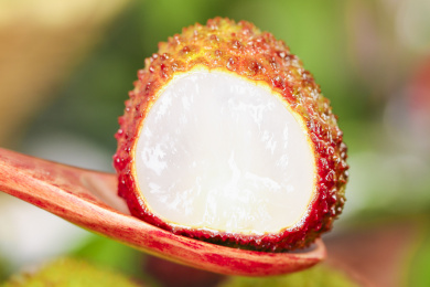 勺子上放着一颗新鲜的荔枝果肉