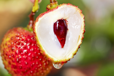 手上拿着二颗新鲜的妃子笑和妃子笑果肉