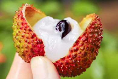 手上拿着剥开的妃子笑荔枝