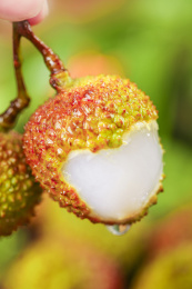 手上拿着二颗新鲜的妃子笑和妃子笑果肉