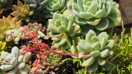 一大片美丽的多肉植物