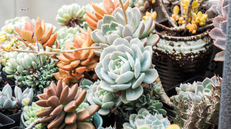 一大片美丽的多肉植物