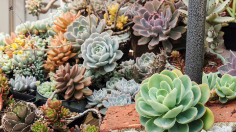 一大片美丽的多肉植物