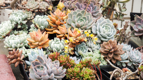 一大片美丽的多肉植物