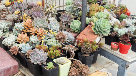 一大片美丽的多肉植物