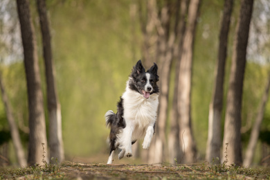 边境牧羊犬
