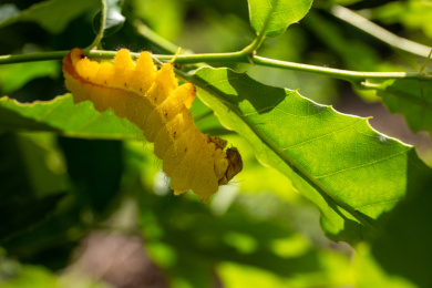 生长中的山蚕 山蚕