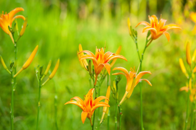 盛开的黄花菜萱草 黄花菜