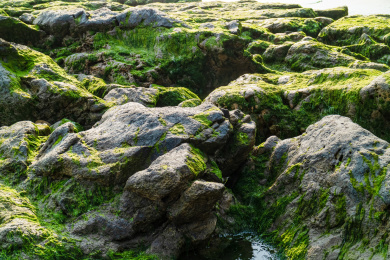 爬上海苔的礁石