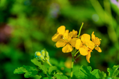 田野间开放的野花——白屈菜花