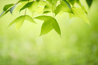 虚化草地背景绿色树叶