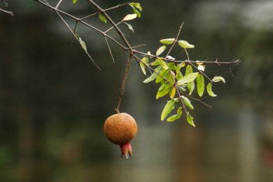 户外一颗番石榴树上结的果实