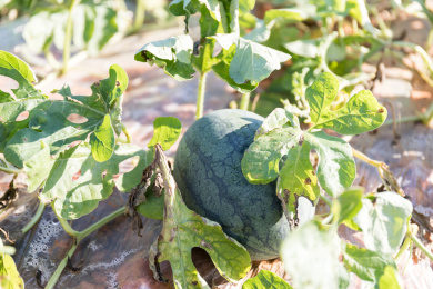 夏天农村的西瓜地 丰收