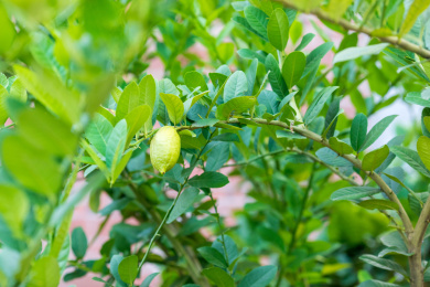 柠檬树结出果实