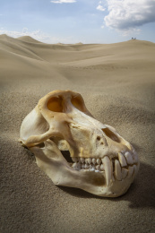 晴空沙漠上的一个狒狒头骨