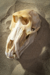 一个在沙漠上阳光照射下的狒狒头骨