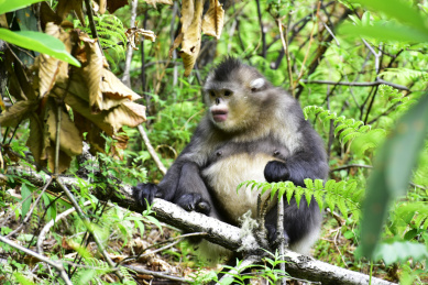 中国云南省维西县塔城镇滇金丝猴国家公园