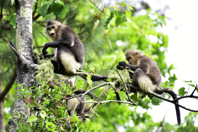 中国云南省维西县塔城镇滇金丝猴国家公园