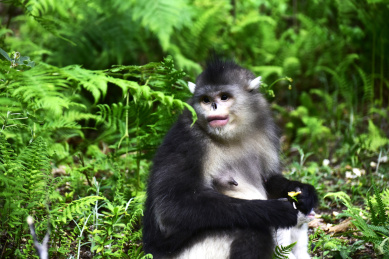 中国云南省维西县塔城镇滇金丝猴国家公园