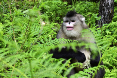 云南省迪庆州维西县塔城镇滇金丝猴国家公园