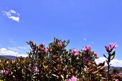 中国云南香格里拉高山杜鹃花