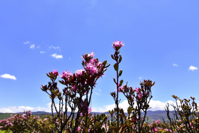 中国云南香格里拉高山杜鹃花