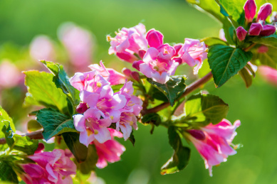 忍冬科植物——锦带花