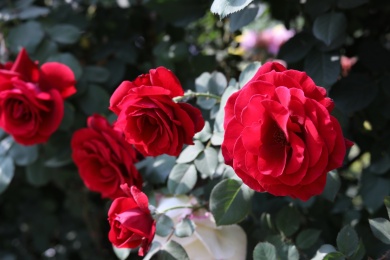 公园里盛开的月季花