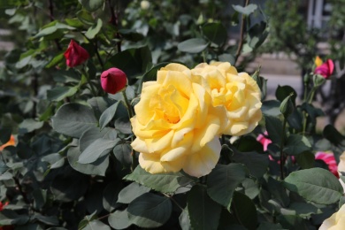 公园里盛开的月季花